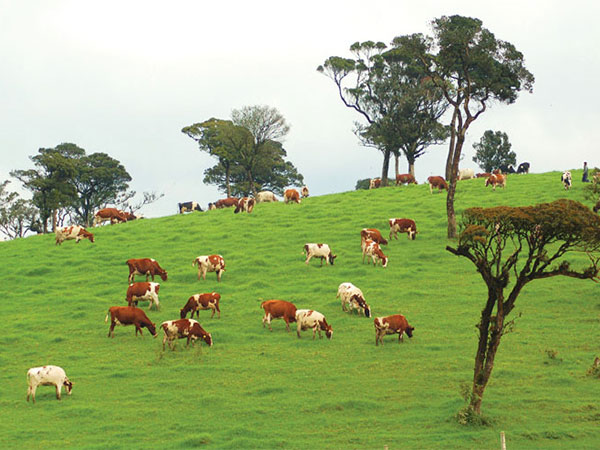 ambewela farms image of lemas.lk