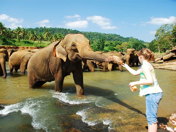 pinnawala elephant orphanage image of lemas.lk